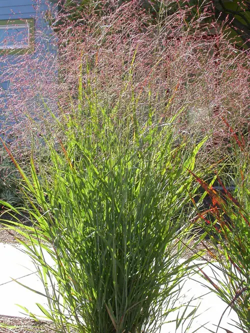 Grasses That Stand Out in Fall and Winter