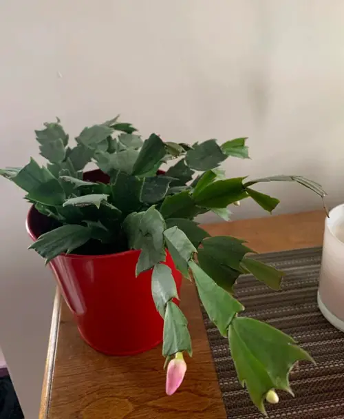 Thanksgiving Cactus Facts