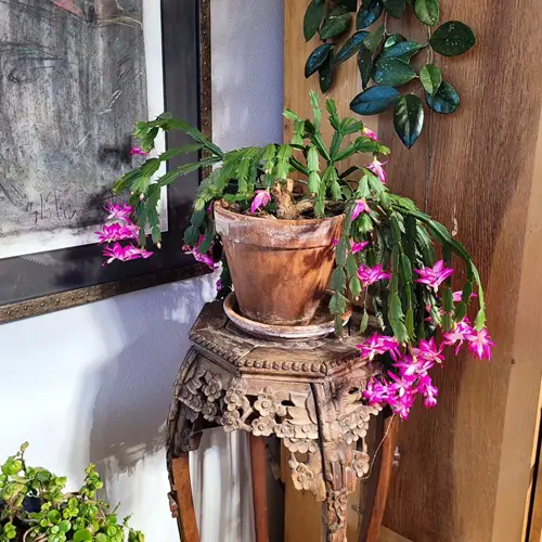 The Thanksgiving Cactus is named after its Flowering Period
