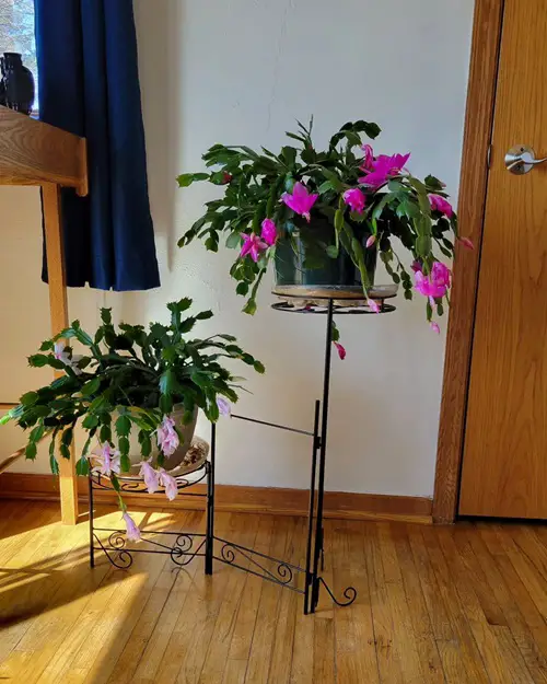 top Thanksgiving Cactus Facts