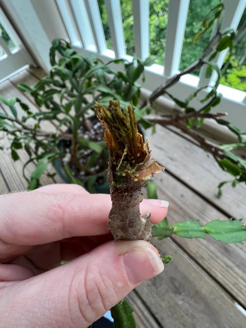 Common Christmas Cactus Pests and How to Get Rid of Them