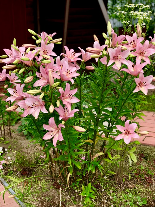 Fall is the best time to prune perennials.