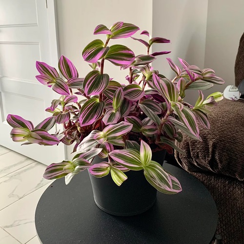 Houseplants with Purple Stripes