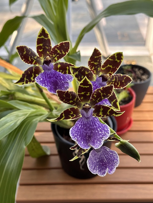 Orchids That Bloom in Winter 4