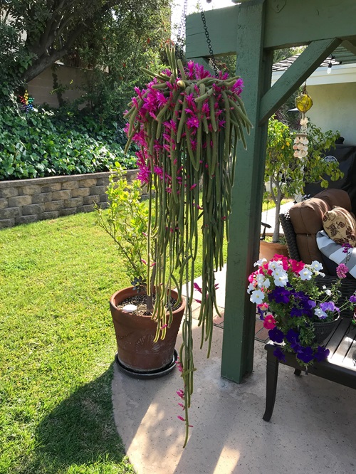 beautiful Hanging Cactus