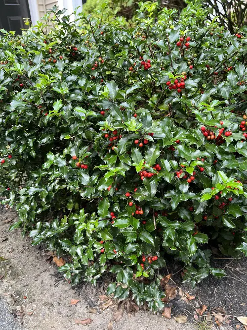 Best Shrubs to Plant for Winter Interest in Garden