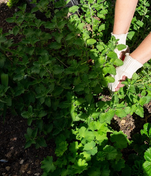 Perennials You Should Prune In Fall