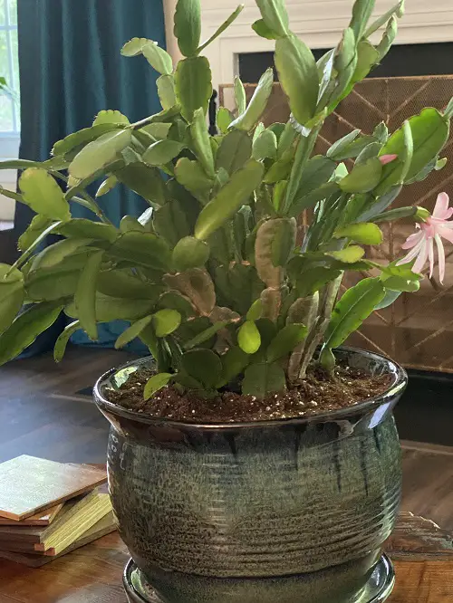 christmas cactus leaves turning browm