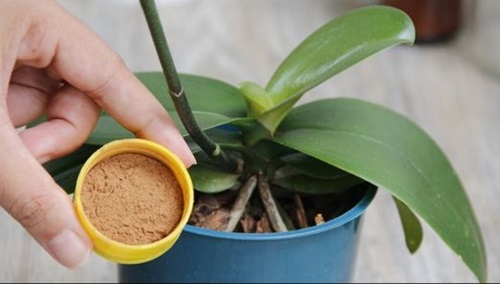 Cinnamon Shield against Fungal Infections