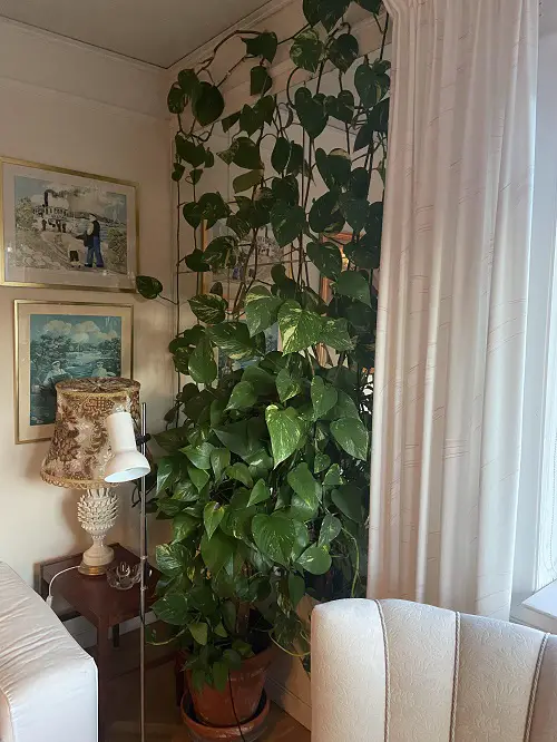 years old pothos plant indoors