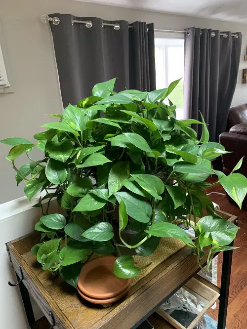 Why Pothos are the Best Plants for New Plant Parents 1