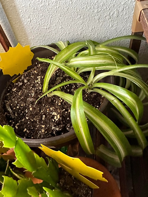 Spider plants grow best in loamy, moist soil