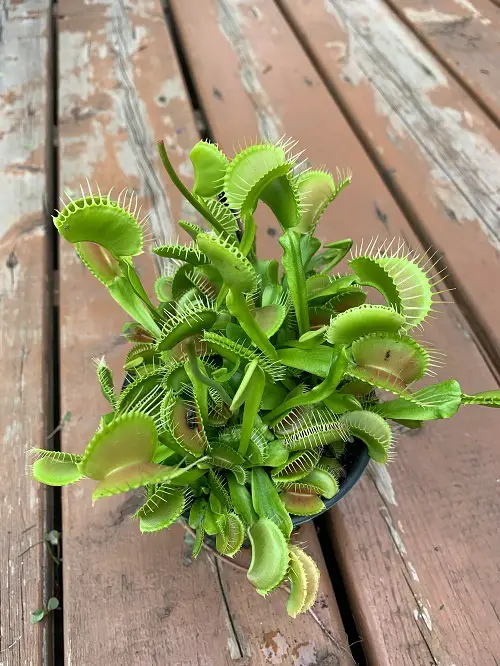 Venus Flytrap plant in pot