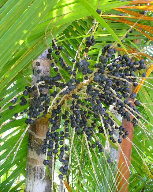 Acai Palm in garden