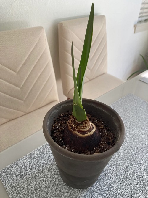 How to Force Amaryllis to Bloom 3