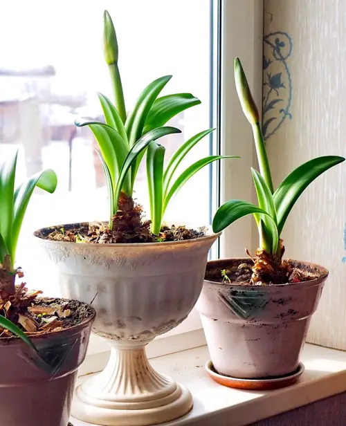 Amaryllis flower in full bloom