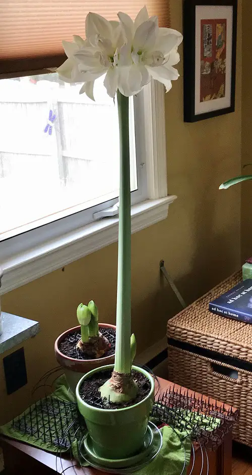 How to Force Amaryllis to Bloom 2