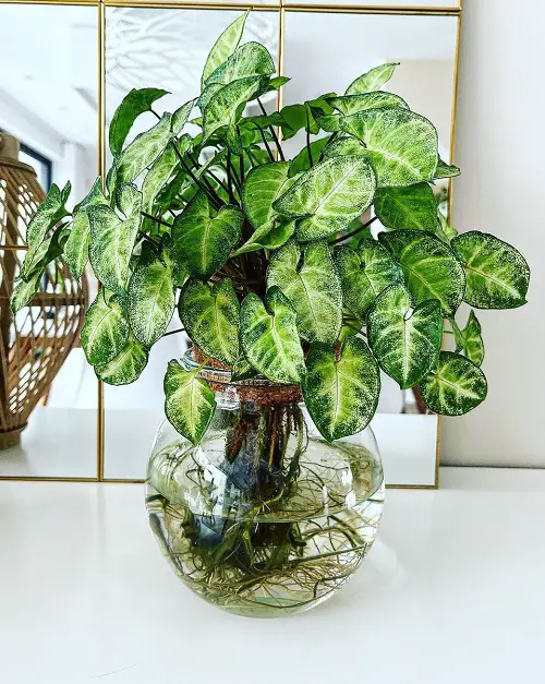 Arrowhead plant in water jar