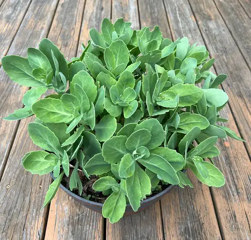 Autumn Joy Sedum Landscaping Ideas 2