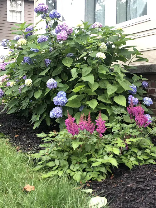 Best Plants to Grow Next to Hydrangeas for Better Blooms 4