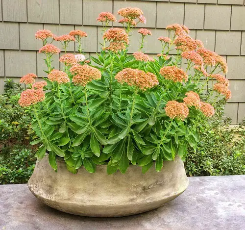 Autumn Joy Sedum Landscaping Ideas 3
