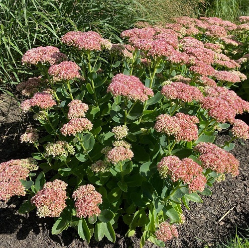 Plants you should Never Mulch in the Winter 3