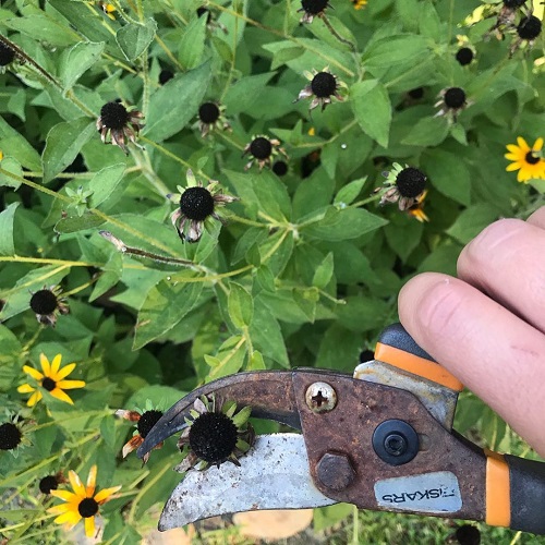 deadheading black eyed susan flowers