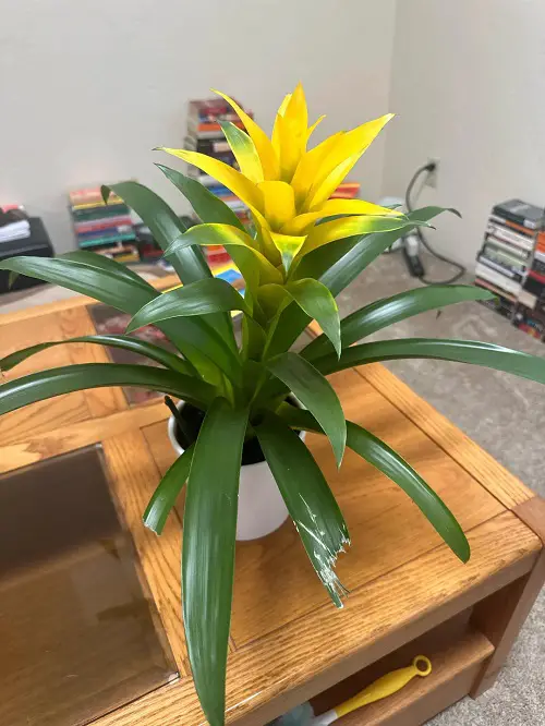 Indoor Plants From the Amazon Jungle 3
