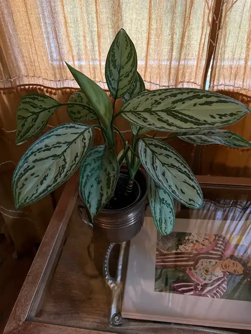Beautiful Houseplants 4