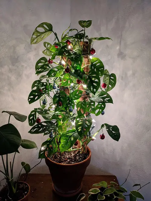 Christmas Decor Ideas with Monstera4