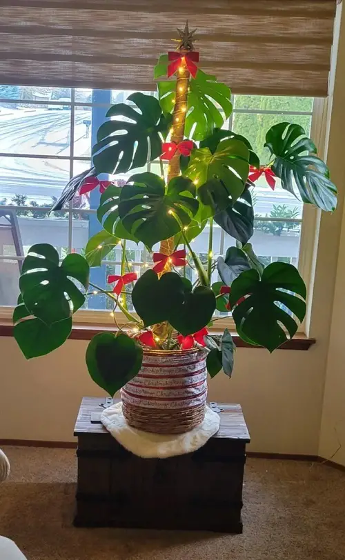 Christmas Decor Ideas with Monstera6