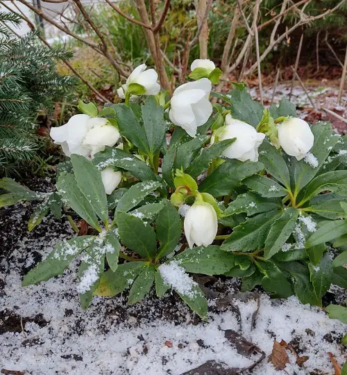 Christmas Rose plant in garden