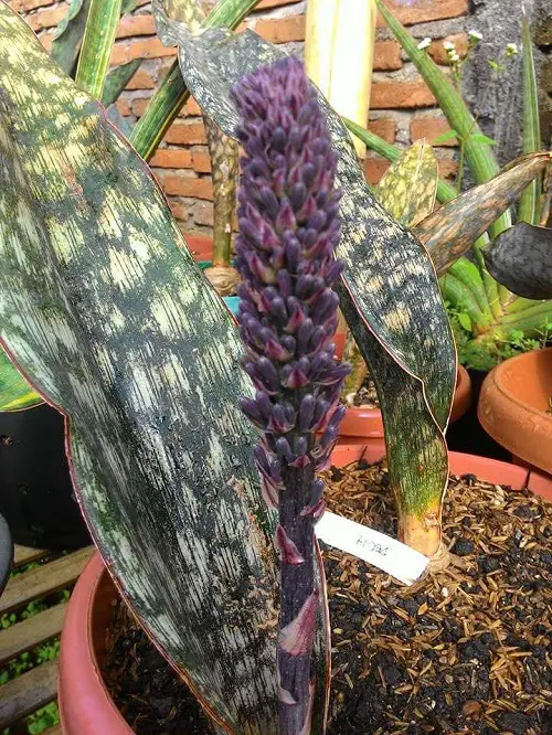 Sansevieria kirkii ‘Coppertone’