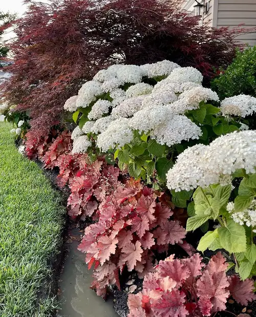 hydrangea and coral bells in garden