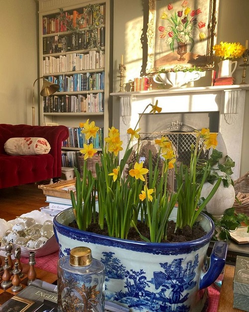 daffodils in pot near windowsill