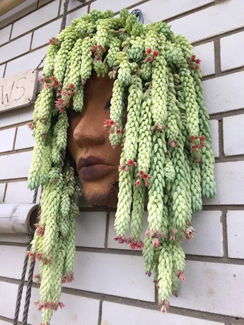 lovely Indoor Plants that Look Beautiful in Head Planters