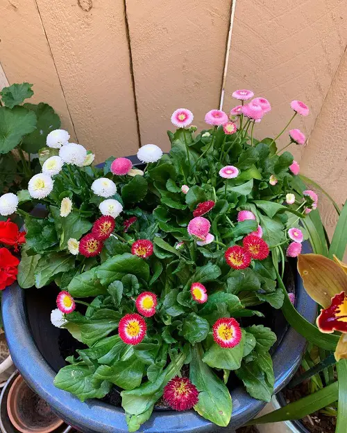 English daisy flowers in pot