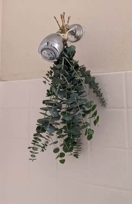 Why You Should Keep Eucalyptus Leaves in Your Shower For Healthy Breathing