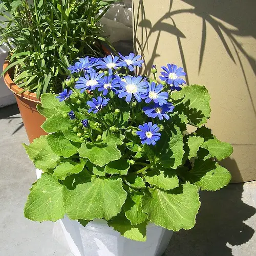 Florist’s Cineraria flowers in pot