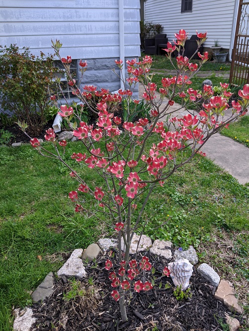 Flowering Dogwood for cardinal attracting