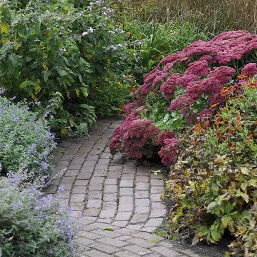 Garden Pathway Lined with Autumn Joy Sedum