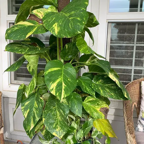 giant pothos plant in pot
