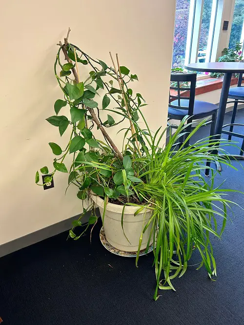 Spider Plant Companion Plants for Your Home 3