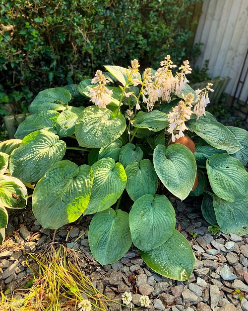 hosta in garden in full bloom