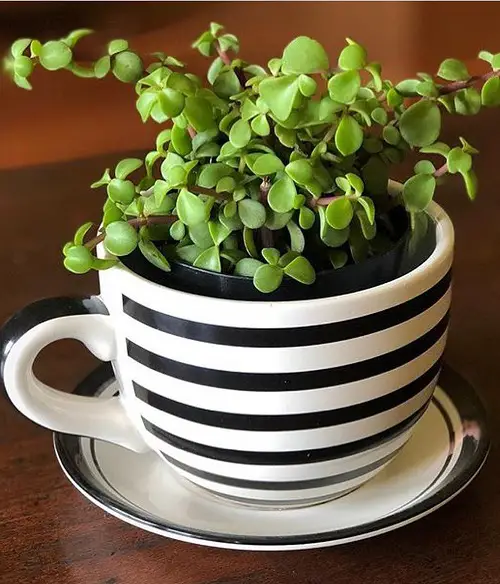Indoor Plants in Cute Teacup Ideas 1