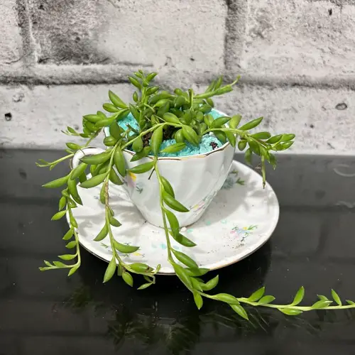 trending teacup planter ideas