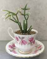 20 Indoor Plants in Cute Teacup Ideas | Balcony Garden Web