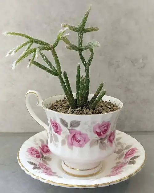 trending teacup planter ideas 4