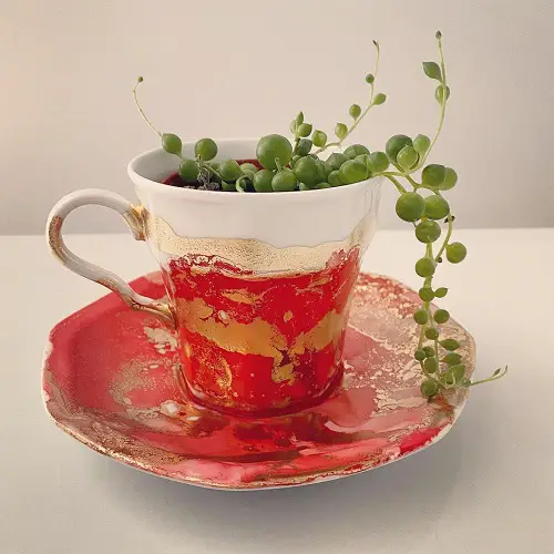 growing string of pearls in teacup