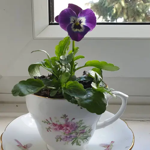 growing viola in teacup